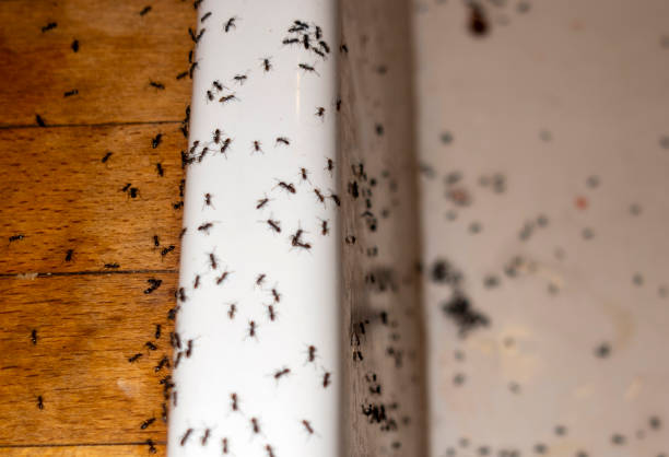 Best Pest Control for Homes  in Mccook, NE